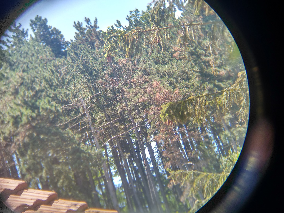Pohled do dalekohledu na borovice