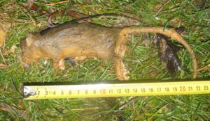 Pořádná myška uvízlá v pasti