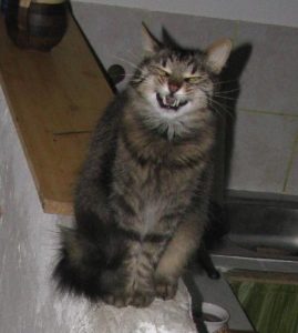 Kocour Azrael. Ranní úsměv a vítání s otazkou Kde je konzervovaná myška?