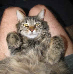 Hravé koťátko Azrael