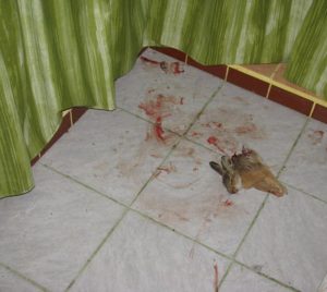 Dobrá kočička se s úlovkem podělí