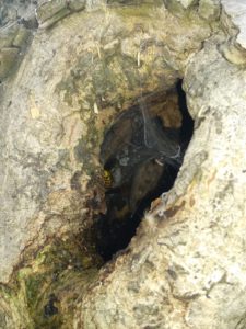 Sršeň na průzkumu v dutině ořešáku