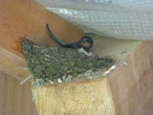 No ano... tady budeme bydlet