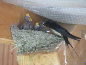 Krmení pěti hladových krků