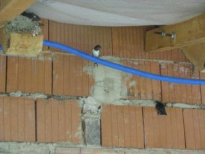 První rozlety z hnízda