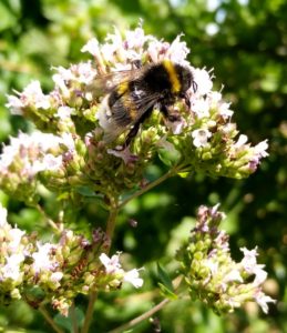 IMG_20180715_113700_HDR