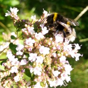 IMG_20180715_113716_HDR