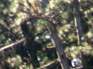 Maximální zvětšení 10x při použití dalekohledu