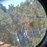 Pohled do dalekohledu na borovice