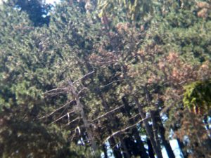 Pohled skrz dalekohled