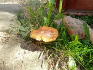 klouzek_u_vrat_detail