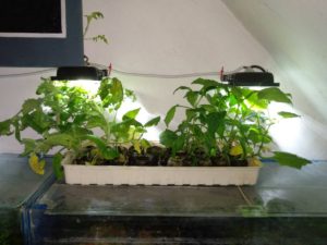 2xLED10W_konec_prerostlazona