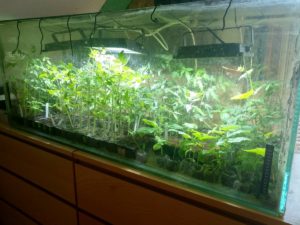 3xLED30W_sklizen_sazenic