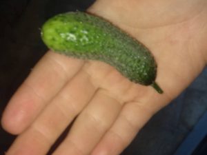 okurka_nakladacka_pod_LED30W