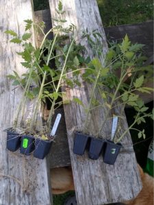 Tyčková rajčata jsou obecně vytáhlejší