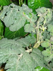 sber_sazenic_nekveteno