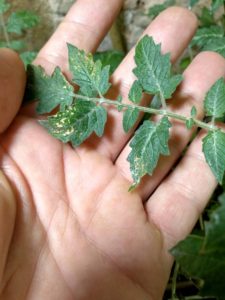 Počátky popálení listů při slunění