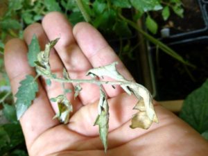 Masivní popálení listů při slunění